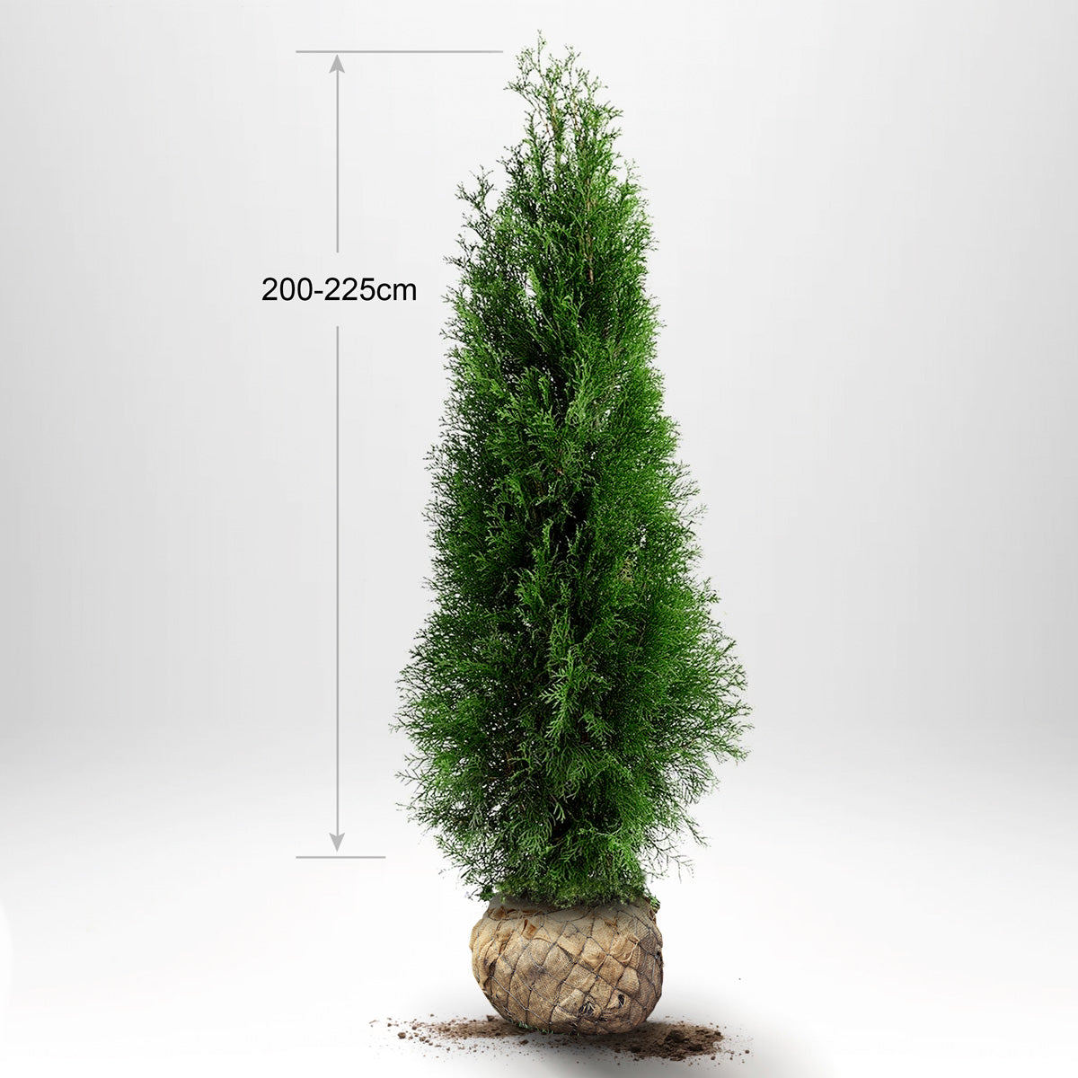 Thuja Smaragd 200-225, RB, Kvalitet: Standard